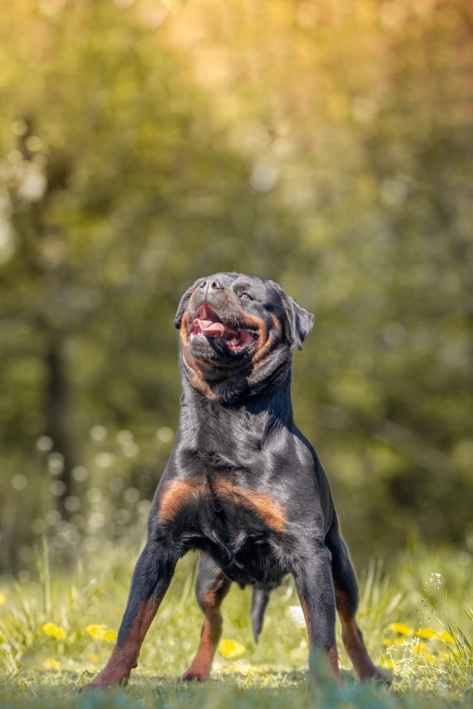 Rottweiler T Shirt